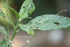 Micrococca mercurialis